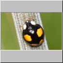 Harmonia axyridis - Asiatischer Marienkaefer 69a.jpg